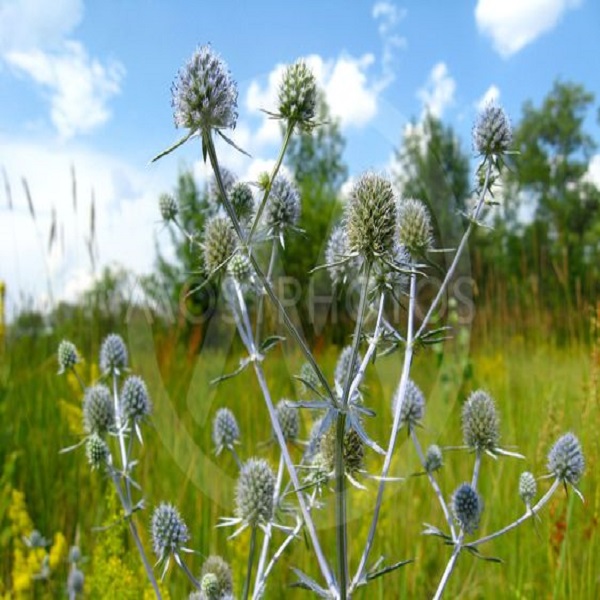 عکس گیاه بوقناق