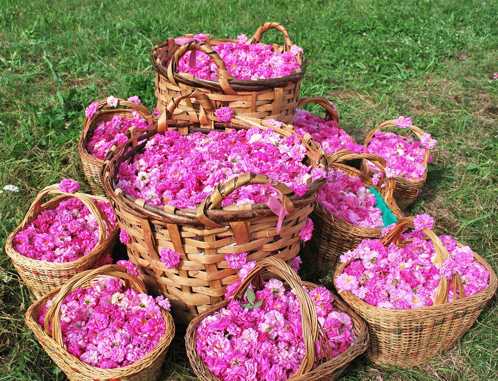 گل محمدی ماده اصلی تهیه گلاب