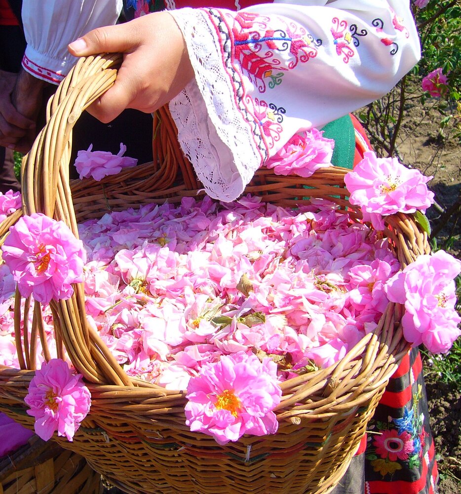 تقطیر گل محمدی با آب یکی از روش های تهیه گلاب