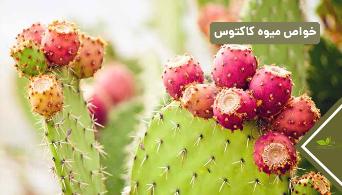 خواص میوه کاکتوس