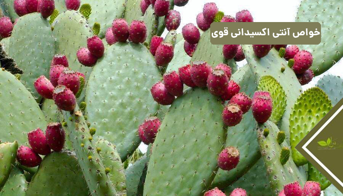 خواص آنتی اکسیدان قوی