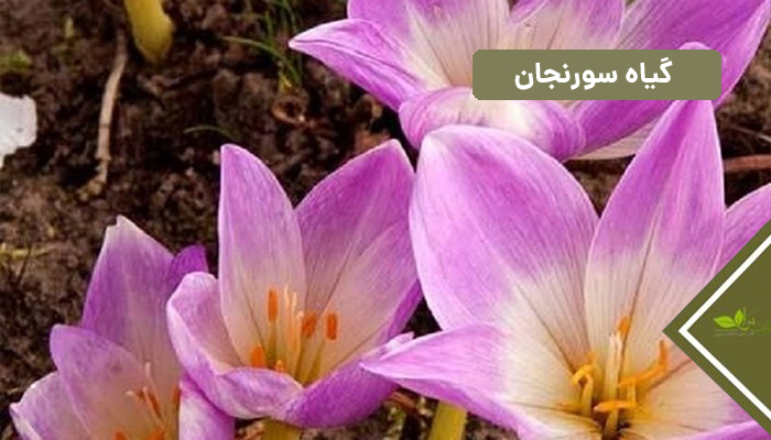 قرص سورنجان برای لاغری
