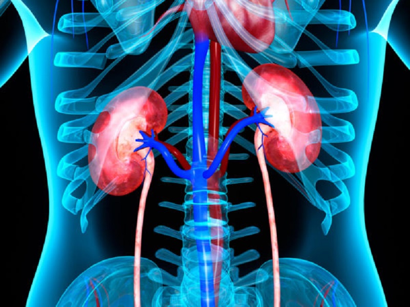 درمان درد کلیه با گیاهان دارویی