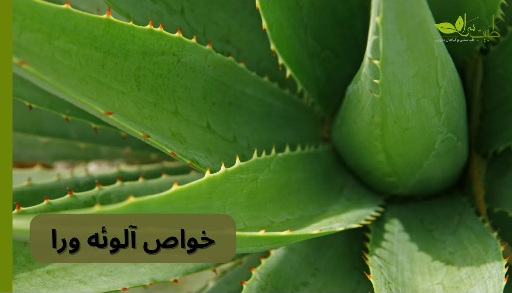 خواص آلوئه ورا
