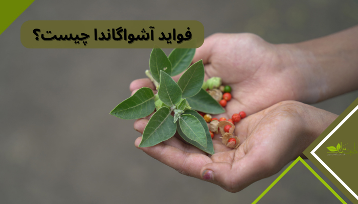 فواید آشواگاندا چیست؟